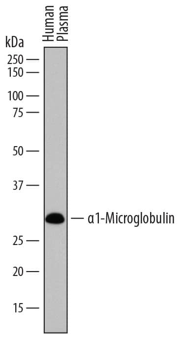 Western blot shows human plasma. PVDF membrane was probed with 0.5 µg/mL of Sheep Anti-Human a1-Microglobulin Antigen Affinity-purified Polyclonal Antibody (Catalog # AF7724) followed by HRP-conjugated Anti-Sheep IgG Secondary Antibody (Catalog # HAF016). A specific band was detected for a1-Microglobulin at approximately 30-32 kDa (as indicated). This experiment was conducted under reducing conditions and using Immunoblot Buffer Group 8.