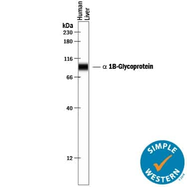 Simple Western lane view shows lysates of human liver tissue, loaded at 0.2 mg/mL. A specific band was detected for  alpha  1B-Glycoprotein at approximately 94 kDa (as indicated) using 10 µg/mL of Sheep Anti-Human  alpha  1B-Glycoprotein Antigen Affinity-purified Polyclonal Antibody (Catalog # AF7757) followed by 1:50 dilution of HRP-conjugated Anti-Sheep IgG Secondary Antibody (Catalog # HAF016). This experiment was conducted under reducing conditions and using the 12-230 kDa separation system. 