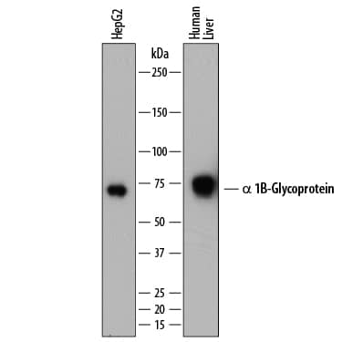 Western blot shows lysates of HepG2 human hepatocellular carcinoma cell line and human liver tissue. PVDF membrane was probed with 1 µg/mL of Sheep Anti-Human a 1B-Glycoprotein Antigen Affinity-purified Polyclonal Antibody (Catalog # AF7757) followed by HRP-conjugated Anti-Sheep IgG Secondary Antibody (Catalog # HAF016). A specific band was detected for a 1B-Glycoprotein at approximately 70-75 kDa (as indicated). This experiment was conducted under reducing conditions and using Immunoblot Buffer Group 1.