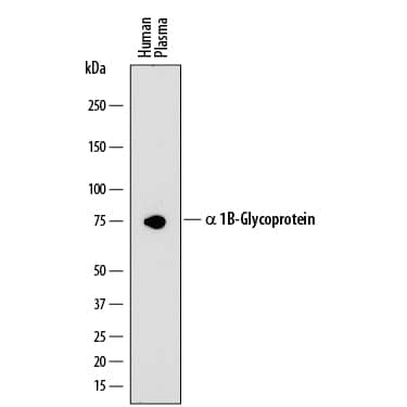 Western blot shows human plasma. PVDF membrane was probed with 2 µg/mL of Mouse Anti-Human a 1B-Glycoprotein Monoclonal Antibody (Catalog # MAB7757) followed by HRP-conjugated Anti-Mouse IgG Secondary Antibody (Catalog # HAF018). A specific band was detected for a 1B-Glycoprotein at approximately 75 kDa (as indicated). This experiment was conducted under reducing conditions and using Immunoblot Buffer Group 1.