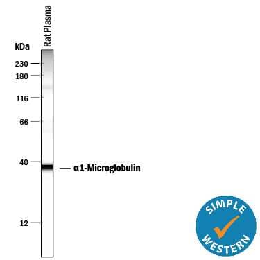 Simple Western lane view shows rat plasma, loaded at 0.5 mg/mL. A specific band was detected for  alpha 1‑Microglobulin at approximately 37 kDa (as indicated) using 20 µg/mL of Mouse Anti-Rat  alpha 1‑Microglobulin Monoclonal Antibody (Catalog # MAB7720). This experiment was conducted under reducing conditions and using the 12-230 kDa separation system. 