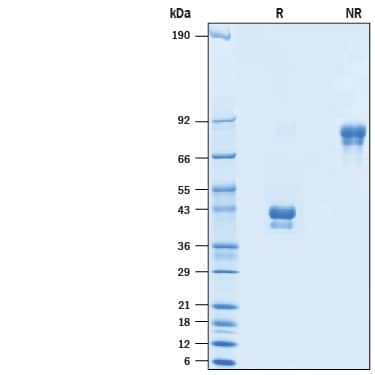 2 μg/lane of Recombinant Human BCMA/TNFRSF17 Fc Chimera Atto 488 (ATJ193) was resolved with SDS-PAGE under reducing (R) and non-reducing (NR) conditions and visualized by Coomassie® Blue staining, showing bands at 35-45 kDa and 70-90 kDa, respectively.