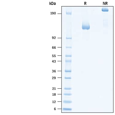 2 μg/lane of Biotinylated Recombinant Human Neuropilin-1 Fc Chimera Avi-tag Protein (Catalog # AVI10455) was resolved with SDS-PAGE under reducing (R) and non-reducing (NR) conditions and visualized by Coomassie® Blue staining, showing bands at 120-140 kDa and 240-280 kDa, respectively.