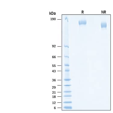2 μg/lane of Biotinylated  Recombinant SARS-CoV-2 Spike Avi-tag His-tag Protein  (Catalog # AVI10561) was resolved with SDS-PAGE under reducing (R) and non-reducing (NR) conditions and visualized by Coomassie® Blue staining, showing bands at 144-175 kDa.