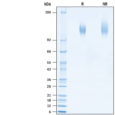 2 μg/lane of Biotinylated Recombinant SARS-CoV-2 S1 Subunit His-tag Avi-tag (Catalog # AVI10693) was resolved with SDS-PAGE under reducing (R) and non-reducing (NR) conditions and visualized by Coomassie® Blue staining, showing bands at 113-127 kDa.