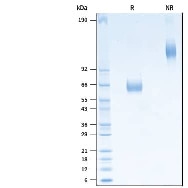 2 μg/lane of Biotinylated Recombinant Human HVEM/TNFRSF14 Fc Chimera Avi-tag (Catalog # AVI10726) was resolved with SDS-PAGE under reducing (R) and non-reducing (NR) conditions and visualized by Coomassie® Blue staining, showing bands at 61-67 kDa and 120-130 kDa, respectively.