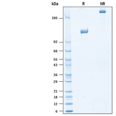 2 μg/lane of Biotinylated Recombinant Human Tie-2 Fc Chimera Avi-tag (Catalog # AVI10727) was resolved with SDS-PAGE under reducing (R) and non-reducing (NR) conditions and visualized by Coomassie® Blue staining, showing bands at 115-132 kDa and 220-260 kDa, respectively.