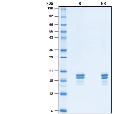 2 μg/lane of Recombinant Human TNF-alpha Avi-tag (Catalog # AVI10728) was resolved with SDS-PAGE under reducing (R) and non-reducing (NR) conditions and visualized by Coomassie® Blue staining, showing bands at 15-22 kDa.