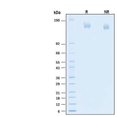 2 μg/lane of Biotinylated Recombinant SARS-CoV-2 B.1.617.2 S (GCN4-IZ) Avi-tag His-tag Protein (Catalog # AVI10878) was resolved with SDS-PAGE under reducing (R) and non-reducing (NR)conditions and visualized by Coomassie® Blue staining, showing bands at 144-170 kDa.