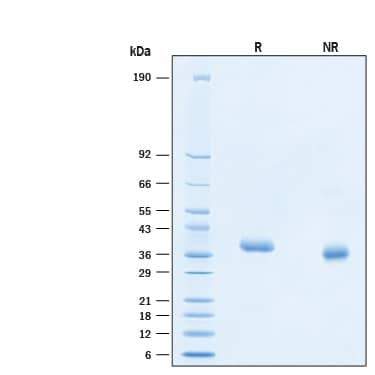 2 μg/lane of Biotinylated Recombinant SARS-CoV-2 C.37 Spike RBD His-tag Avi-tag (Catalog # AVI10880) was resolved with SDS-PAGE under reducing (R) and non-reducing (NR) conditions and visualized by Coomassie® Blue staining, showing bands at 34-40 kDa.