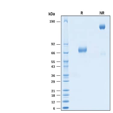 SDS-PAGE BTN2A1 [Biotin]