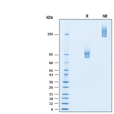 2 μg/lane of Biotinylated Recombinant Human Syndecan‑1/CD138 Fc Chimera Avi-tag Protein (Catalog # AVI10913) was resolved with SDS-PAGE under reducing (R) and non-reducing (NR) conditions and visualized by Coomassie® Blue staining, showing bands at 81-105 kDa and 160-210 kDa, respectively..