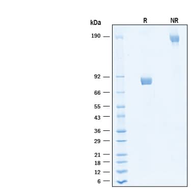 2 μg/lane of Biotinylated Recombinant Human IL‑5 R alpha /CD125 Fc Chimera Avi-tag Protein (Catalog # AVI11073) was resolved with SDS-PAGE under reducing (R) and non-reducing (NR) conditions and visualized by Coomassie® Blue staining, showing bands at 78-87 kDa and 160-170 kDa, respectively.