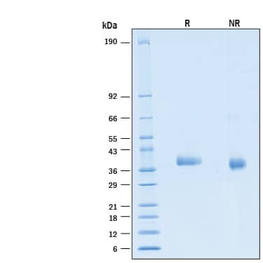 2 μg/lane of Biotinylated Recombinant SARS-CoV-2 BA.2 Spike RBD His-tag Avi-tag Protein (Catalog # AVI11094) was resolved with SDS-PAGE under reducing (R) and non-reducing (NR) conditions and visualized by Coomassie® Blue staining, showing bands at 36-41 kDa.