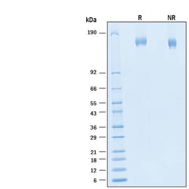 2 μg/lane of Biotinylated Recombinant SARS-CoV-2 BA.2 Spike (GCN4-IZ) Avi-tag His-tag Protein (Catalog # AVI11109) was resolved with SDS-PAGE under reducing (R) and non-reducing (NR) conditions and visualized by Coomassie® Blue staining, showing bands at 150 - 172 kDa.