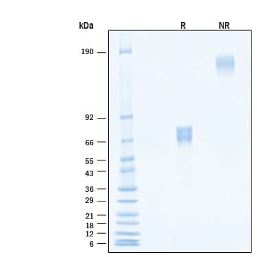 2 μg/lane of Biotinylated Recombinant Human TREM‑1 Fc Chimera Avi-tag Protein (Catalog # AVI1278) was resolved with SDS-PAGE under reducing (R) and non-reducing (NR) conditions and visualized by Coomassie® Blue staining, showing bands at 60-78 kDa and 110-150 kDa, respectively.