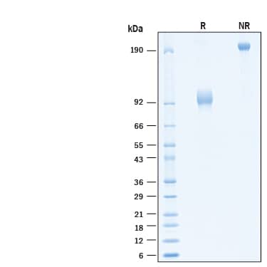 2 μg/lane of Biotinylated Recombinant Human IL-23R Fc Chimera Avi-tag Protein (Catalog # AVI1400) was resolved with SDS-PAGE under reducing (R) and non-reducing (NR) conditions and visualized by Coomassie® Blue staining, showing bands at 90-102 kDa and 180-200 kDa, respectively.