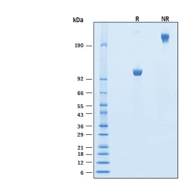 2 μg/lane of Biotinylated Recombinant Human IL‑27 R alpha /WSX‑1/TCCR Fc Chimera Avi-tag Protein (Catalog # AVI1479) was resolved with SDS-PAGE under reducing (R) and non-reducing (NR) conditions and visualized by Coomassie® Blue staining, showing bands at 99-112 kDa and 200-220 kDa, respectively.