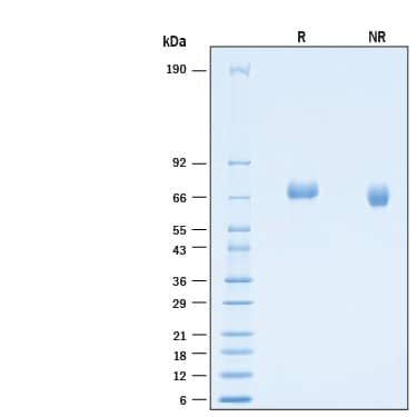 2 μg/lane of Biotinylated Recombinant Human LILRB2/CD85d/ILT4 His-tag Avi-tag Protein (Catalog # AVI8429) was resolved with SDS-PAGE under reducing (R) and non-reducing (NR) conditions and visualized by Coomassie® Blue staining, showing bands at 65-75 kDa.