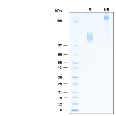 2 μg/lane of Biotinylated Recombinant Human Mer Fc Chimera Avi-tag Protein (Catalog # AVI891) was resolved with SDS-PAGE under reducing (R) and non-reducing (NR) conditions and visualized by Coomassie® Blue staining, showing bands at 113-133 kDa and 226-266 kDa, respectively.