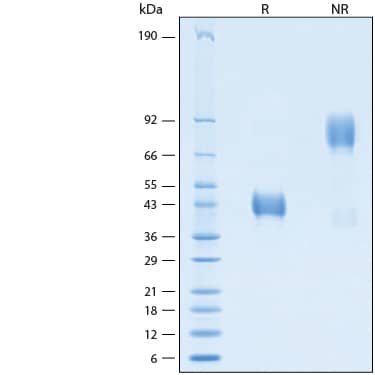 2 μg/lane of Recombinant Human CD52 Fc Chimera Avi-tag Protein (Catalog # AVI9116) was resolved with SDS-PAGE under reducing (R) and non-reducing (NR) conditions and visualized by Coomassie® Blue staining, showing bands at 38-44 kDa and 80-90 kDa, respectively.