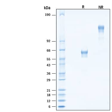 2 μg/lane of Recombinant Human PILR-beta Fc Chimera Avi-tag Protein (Catalog # AVI9828) was resolved with SDS-PAGE under reducing (R) and non-reducing (NR) conditions and visualized by Coomassie® Blue staining, showing bands at 55-68 kDa.