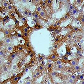 Angiopoietin‑like Protein 3/ANGPTL3 was detected in immersion fixed paraffin-embedded sections of mouse liver using Goat Anti-Mouse Angiopoietin‑like Protein 3/ANGPTL3 Antigen Affinity-purified Polyclonal Antibody (Catalog # AF136) at 15 µg/mL for 1 hour at room temperature followed by incubation with the Anti-Goat IgG VisUCyte™ HRP Polymer Antibody (Catalog # VC004). Before incubation with the primary antibody, tissue was subjected to heat-induced epitope retrieval using Antigen Retrieval Reagent-Basic (Catalog # CTS013). Tissue was stained using DAB (brown) and counterstained with hematoxylin (blue). Specific staining was localized to cytoplasm in hepatocytes.
