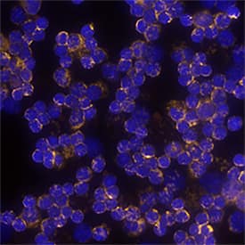 BAFF/BLyS/TNFSF13B was detected in immersion fixed mouse splenocytes using Goat Anti-Mouse BAFF/BLyS/TNFSF13B Biotinylated Antigen Affinity-purified Polyclonal Antibody (Catalog # BAF2106) at 10 µg/mL for 3 hours at room temperature. Cells were stained using the NorthernLights™ 557-conjugated Streptavidin (red; Catalog # NL999) and counterstained with DAPI (blue). Specific staining was localized to cytoplasm.