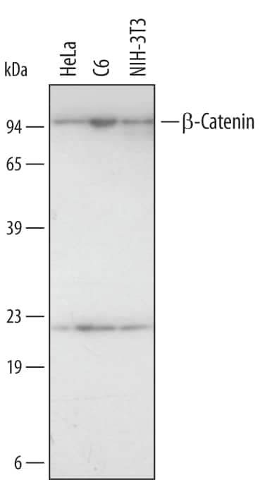 Western blot shows lysates of HeLa human cervical epithelial carcinoma cell line, C6 rat glioma cell line, and NIH-3T3 mouse embryonic fibroblast cell line. PVDF membrane was probed with 2 µg/mL of Human/Mouse/Rat  beta -Catenin Monoclonal Antibody (Catalog # MAB13292) followed by HRP-conjugated Anti-Mouse IgG Secondary Antibody (Catalog # HAF007). A specific band was detected for  beta -Catenin at approximately 95 kDa (as indicated). This experiment was conducted under reducing conditions and using Immunoblot Buffer Group 3.