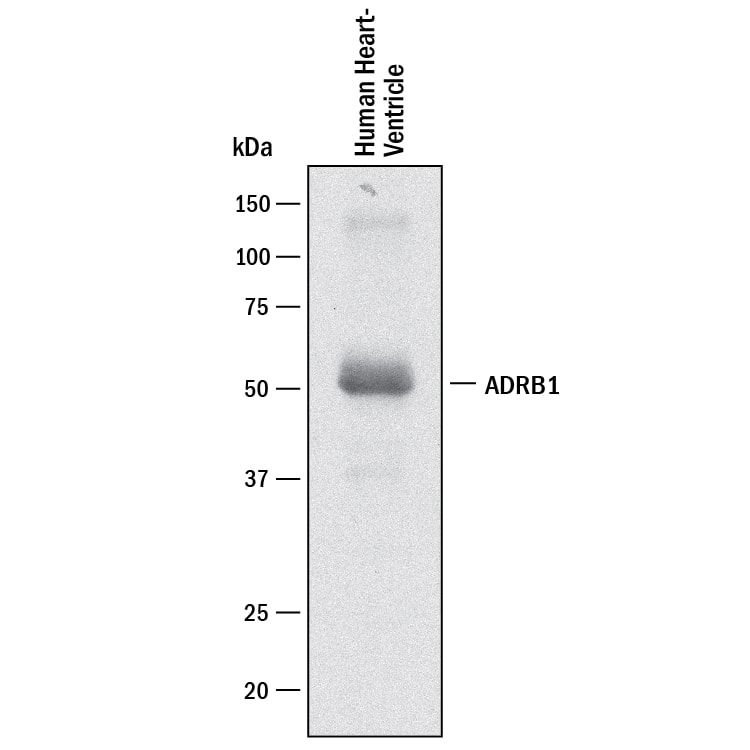 Western blot shows lysates of human heart ventricle tissue. PVDF membrane was probed with 1 µg/mL of Rabbit Anti-Human  beta -1 Adrenergic R/ADRB1 Monoclonal Antibody (Catalog # MAB10119) followed by HRP-conjugated Anti-Rabbit IgG Secondary Antibody (Catalog # HAF008). A specific band was detected for  beta -1 Adrenergic R/ADRB1 at approximately 52 kDa (as indicated). This experiment was conducted under reducing conditions and using Immunoblot Buffer Group 1.