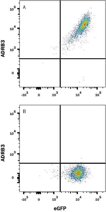 HEK293 human embryonic kidney cell line transfected with either (A) human ADRB3 or (B) irrelevant transfectants and eGFP was stained with Mouse Anti-Human ADRB3 Alexa Fluor® 647-conjugated Monoclonal Antibody (Catalog # FAB9419R). Quadrant markers were set based on control antibody staining (Catalog # IC0041R). View our protocol for Staining Membrane-associated Proteins.