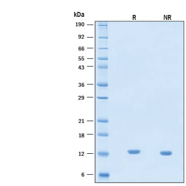 2 μg/lane of Animal-Free™ Recombinant Human IL‑2 Protein (Catalog # BT-002-AFL) was resolved with SDS-PAGE under reducing (R) and non-reducing (NR) conditions and visualized by Coomassie® Blue staining, showing bands at 13 kDa.