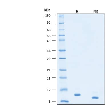 2 μg/lane of Recombinant Human IL-15 Protein, Animal-Free (Catalog # BT-015-AFL) was resolved with SDS-PAGE under reducing (R) and non-reducing (NR) conditions and visualized by Coomassie® Blue staining, showing bands at 9 kDa.