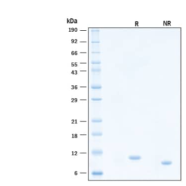 2 μg/lane of Recombinant Human IL‑15 Protein (Catalog # BT-015) was resolved with SDS-PAGE under reducing (R) and non-reducing (NR) conditions and visualized by Coomassie® Blue staining, showing bands at 9 kDa.