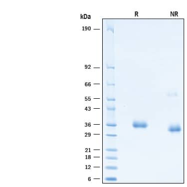 2 μg/lane of Biotinylated Recombinant SARS-CoV-2 B.1.1.7 N501Y S RBD His-tag Protein CF (Catalog # BT10730) was resolved with SDS-PAGE under reducing (R) and non-reducing (NR) conditions and visualized by Coomassie® Blue staining, showing bands at 30-40 kDa.