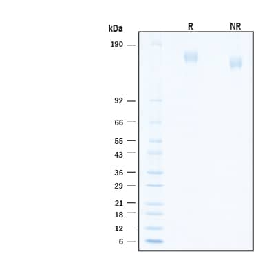 2 μg/lane of Biotinylated Recombinant SARS-CoV-2 B.1.1.529 Spike (GCN4-IZ) His-tag Protein (Catalog # BT11061) was resolved with SDS-PAGE under reducing (R) and non-reducing (NR) conditions and visualized by Coomassie® Blue staining, showing bands at 142-170 kDa.