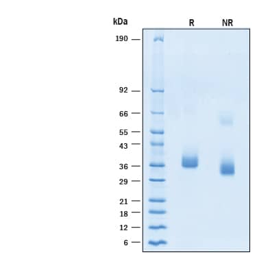 2 μg/lane of Biotinylated Recombinant SARS-CoV-2 BA.2 Spike RBD His-tag Protein (Catalog # BT11094) was resolved with SDS-PAGE under reducing (R) and non-reducing (NR) conditions and visualized by Coomassie® Blue staining, showing bands at 33-39 kDa.