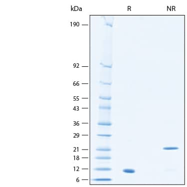 2 μg/lane of Recombinant Human TGF-beta 1 Biotinylated Protein (Catalog # BT7754) was resolved with SDS-PAGE under reducing (R) and non-reducing (NR) conditions and visualized by Coomassie® Blue staining, showing bands at 8-14 kDa and 20-25 kDa, respectively.