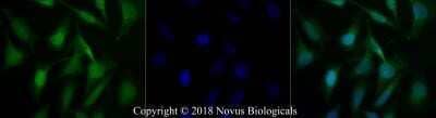 Immunocytochemistry/Immunofluorescence c-Myc Antibody