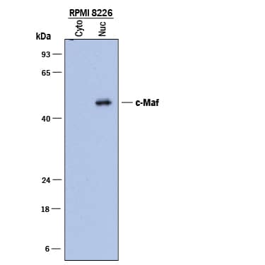 Western blot shows lysates of RPMI 8226 human multiple myeloma cell line. Gels were loaded with 40 µg of cytoplasmic (Cyto) and 20 µg of nuclear (Nuc) extracts. PVDF membrane was probed with 2 µg/mL of Mouse Anti-Human c-Maf Monoclonal Antibody (Catalog # MAB8227) followed by HRP-conjugated Anti-Mouse IgG Secondary Antibody (Catalog # HAF018). A specific band was detected for c-Maf at approximately 48 kDa (as indicated). This experiment was conducted under reducing conditions and using Immunoblot Buffer Group 1.