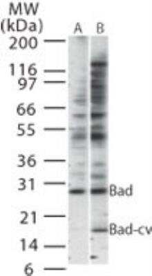 Western Blot: cleaved BAD Antibody [NB100-56602] - Western blot analysis of Bad-cv using NB100-56602 at 1:500 against lysate of (A) untreated HeLa cells and (B) HeLa cells treated with TNFa for 2 hrs.