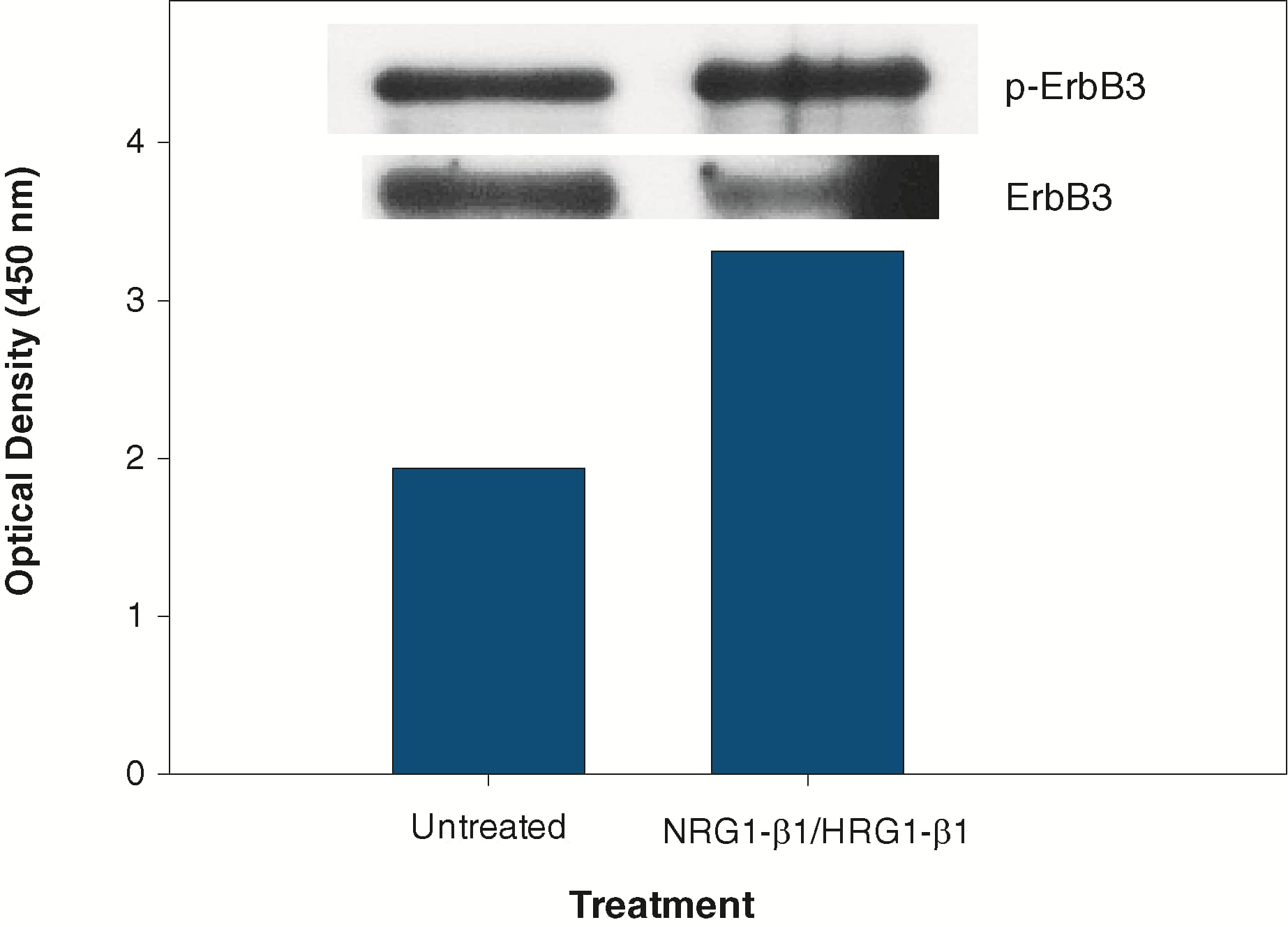 MDA-MB-453 cells were untreated or treated with 100 ng/mL of recombinant HRG-beta 1 (Catalog # 396-HB) for five minutes.  Cell lysates (100 μg) were analyzed by R&D Systems’ Phospho-ErbB3 DuoSet IC ELISA (Catalog # DYC1769) and by IP-Western blot (inset).  IP-Western blots for phospho-ErbB3 (p-ErbB3) were done as described in Figure 1.  Blots were stripped and total ErbB3 (ErbB3) was detected using biotinylated anti-ErbB3 polyclonal antibody (Catalog # BAF234).