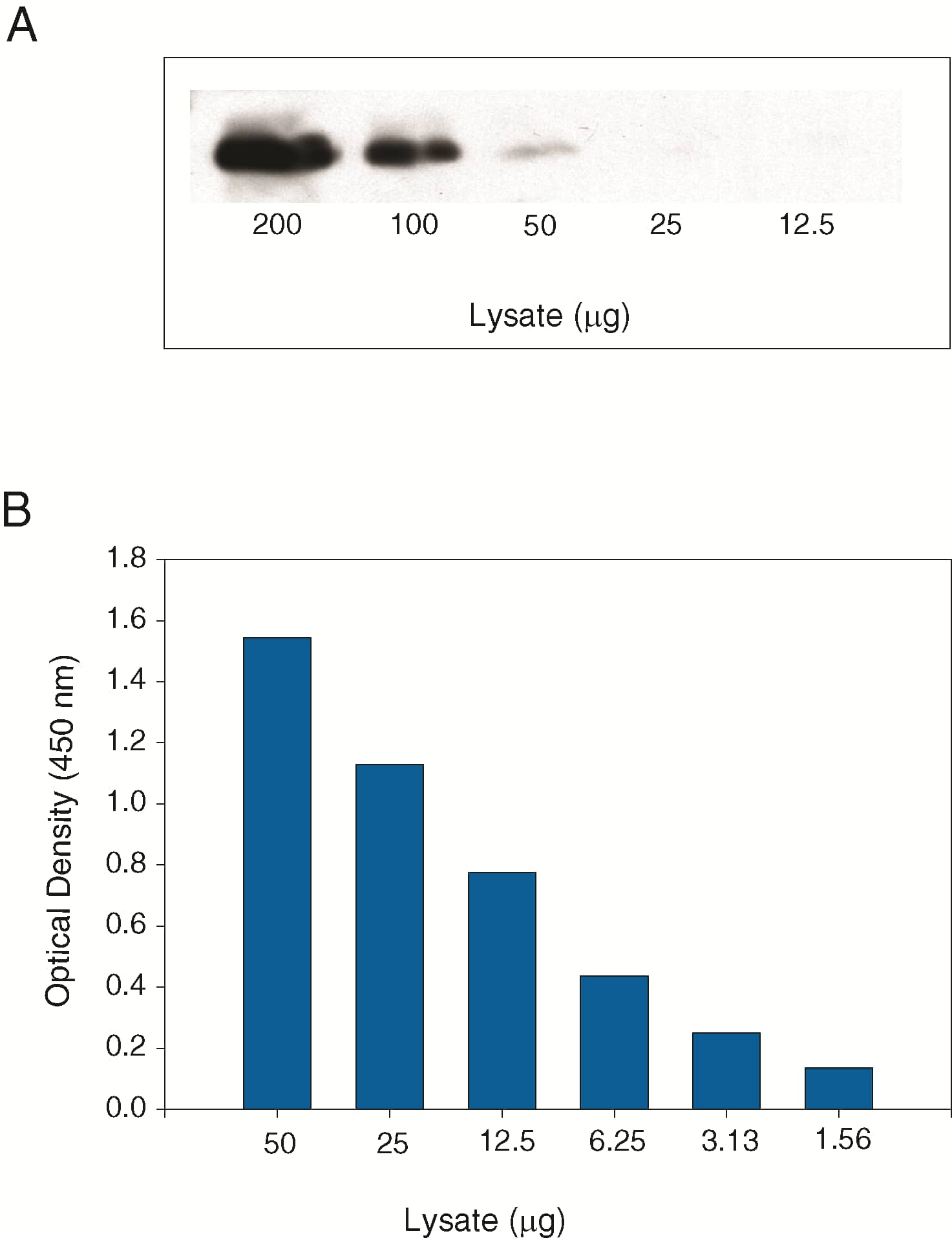 Lysates prepared from human VEGF R3 transfected NS0 cells (NS0-hVEGF R3) were diluted in a series and analyzed by (A) IP-Western blot and (B) this DuoSet IC ELISA.  IPs were done using an anti-VEGF R3 monoclonal antibody and goat anti-mouse agarose.  Immunoblots were incubated with a biotinylated anti-phosphotyrosine monoclonal antibody (Catalog # BAM1676) to detect phospho-VEGF R3.  Bands were visualized with Streptavidin-HRP (Cat # DY998) followed by chemiluminescent detection using WesternGloTM Chemiluminescent Detection Substrate (Catalog # AR004). Human Phospho-VEGF R3 can be detected in this DuoSet IC ELISA by using approximately 10 to 15 times less lysate than is needed for a conventional IP-Western blot.