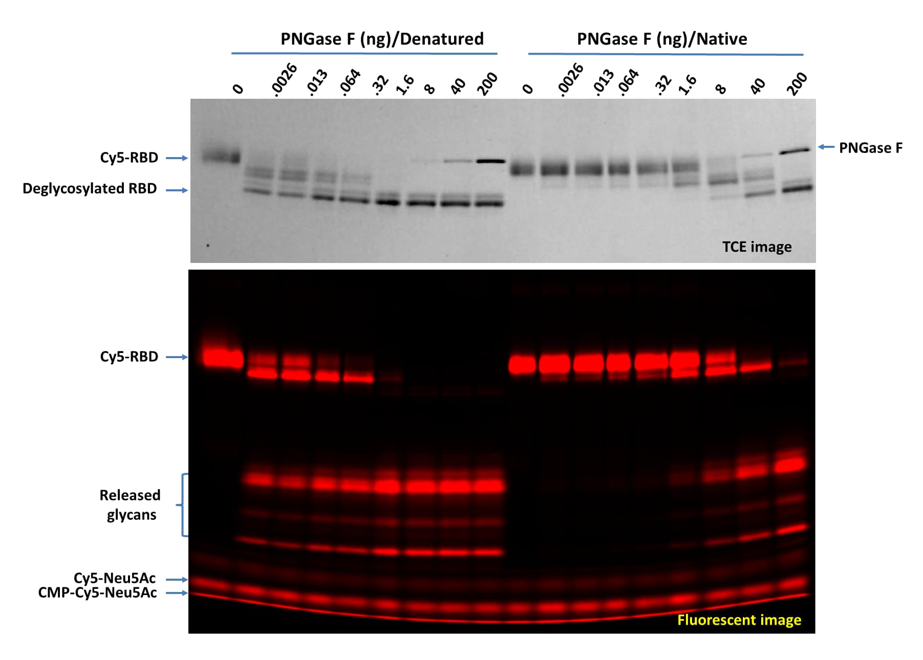 Deglycosylation of Cy5-RBD with PNGase F N-glycan Releasing Kit (R&D Systems®, Catalog # EA006) using both the native and denaturing assay protocols. Cy5-RBD (1 µg per digestion) was treated with indicated amounts of PNGase F in 20 µL under both denaturing and native conditions at 37 °C for 60 minutes then separated on 17% SDS gel and imaged by trichloroethanol (TCE) staining (top panel, only proteins were visible, and the lower portion wascropped out) and fluorescent imaging with Fluorchem R/M (lower panel). >95% deglycosylation was achieved with 200 ng and 1.6 ng of PNGase F under native and denaturing conditions, respectively.