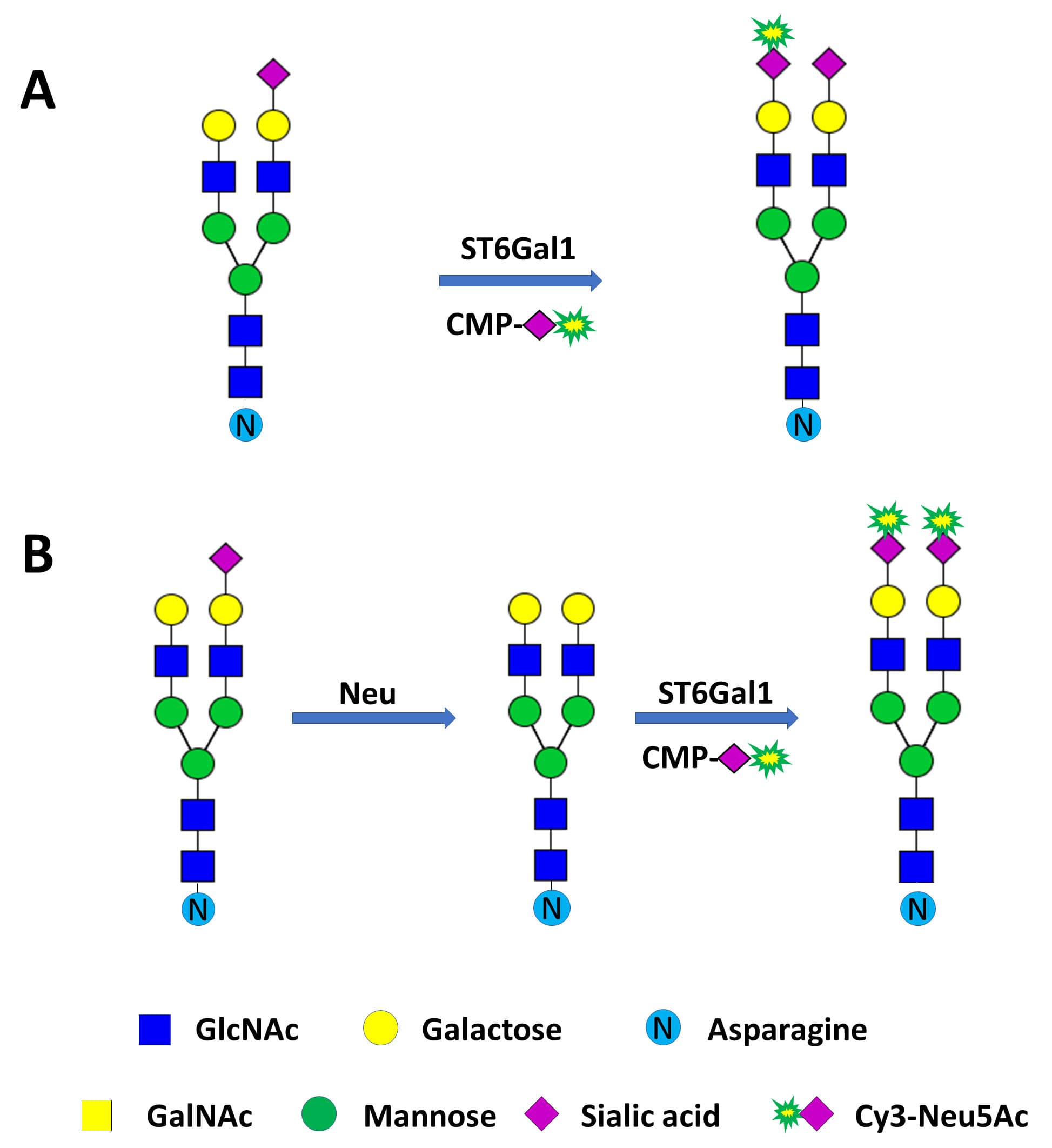 Glycan labeling is achieved through direct incorporation of Cy3-conjugated Neu5Ac (Cy3-Neu5Ac) (A) or replacement of natural sialic acids with Cy3-Neu5Ac (B). In both strategies, Cy3-Neu5Ac is introduced via recombinant ST6Gal1. In strategy B, samples are first desialylated with recombinant C. perfringens Neuraminidase (Neu) that specifically removes  alpha 2-3 and  alpha 2-6 linked sialic acids. Alternative fluorophore conjugated Neu5Ac donor substrates and sialyltransferases may be used for the labeling.