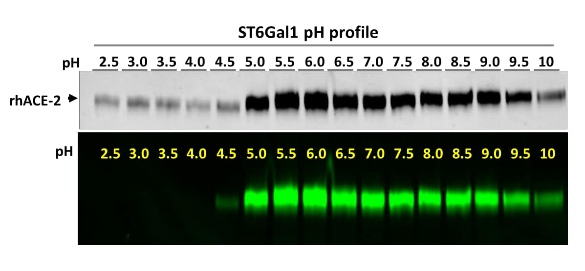 Optimal pH determination of a sialyltransferase was an extremely difficult task in the past. Using the N-glycan Labeling and Detection Kit (R&D Systems®, EA007), this task becomes rather easy. In this figure, recombinant human ACE-2 was labeled by ST6Gal1 at different pH following the provided protocol except with different buffers. The labeled reactions were then separated on a 4-20% gradient SDS-PAGE gel. Both TCE protein image and fluorescent image (obtained from FluorChem R/M) are shown. Incorporation of Cy3 to rhACE-2 resulted in intensified band absorption in TCE images. While ST6Gal1 is active from pH 4.5-10, its optimal pH ranges from 5-9.