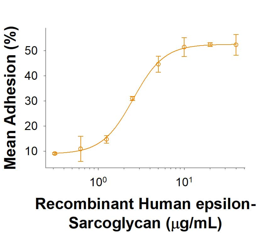 Bioactivity epsilon-Sarcoglycan [Unconjugated]