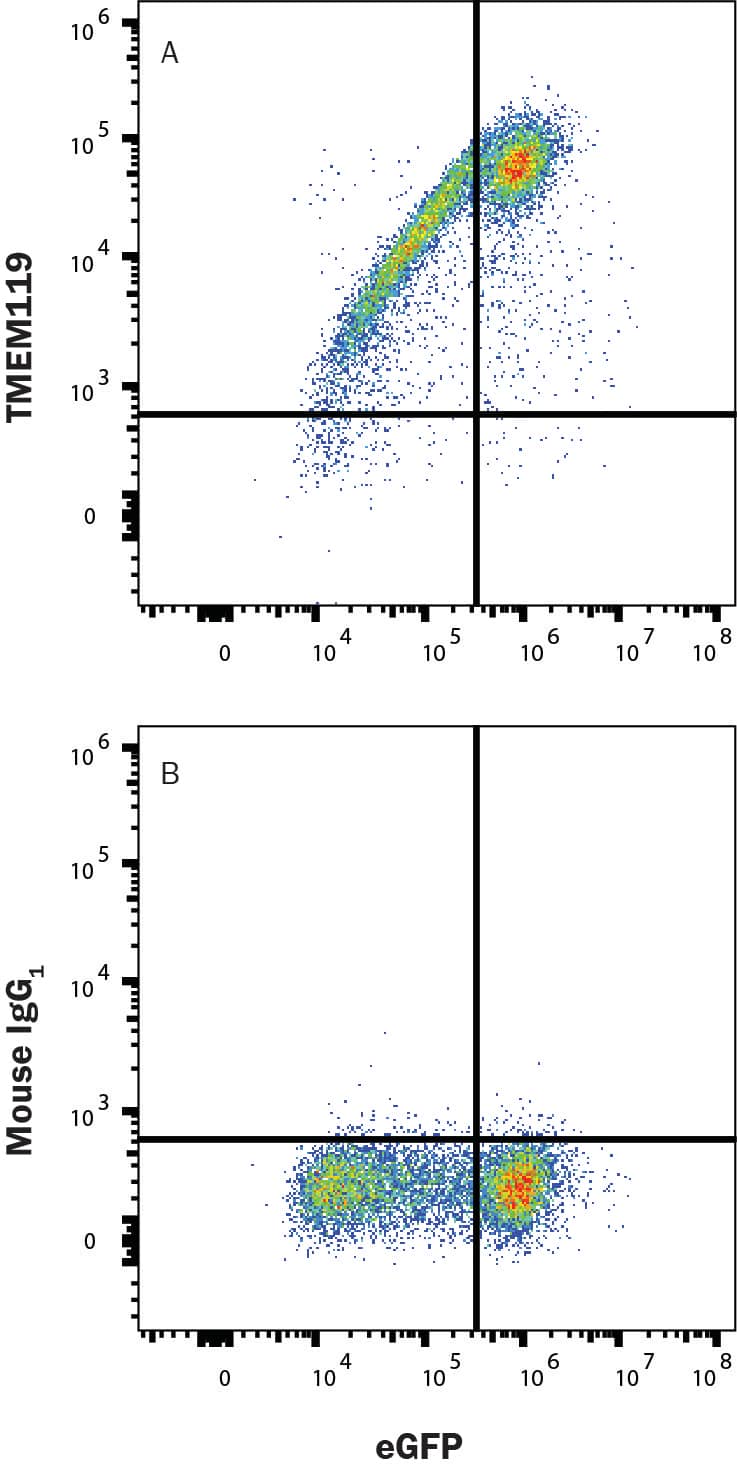 HEK293 human embryonic kidney cell line transfected with human TMEM119 and eGFP was stained with (A) Mouse anti-human TMEM119  Alexa Fluor® 647-conjugated monoclonal antibody (Catalog # FAB10313R) or (B) Mouse IgG1 isotype control antibody (IC002R). Staining was performed using our Staining Membrane-Associated Proteins protocol.