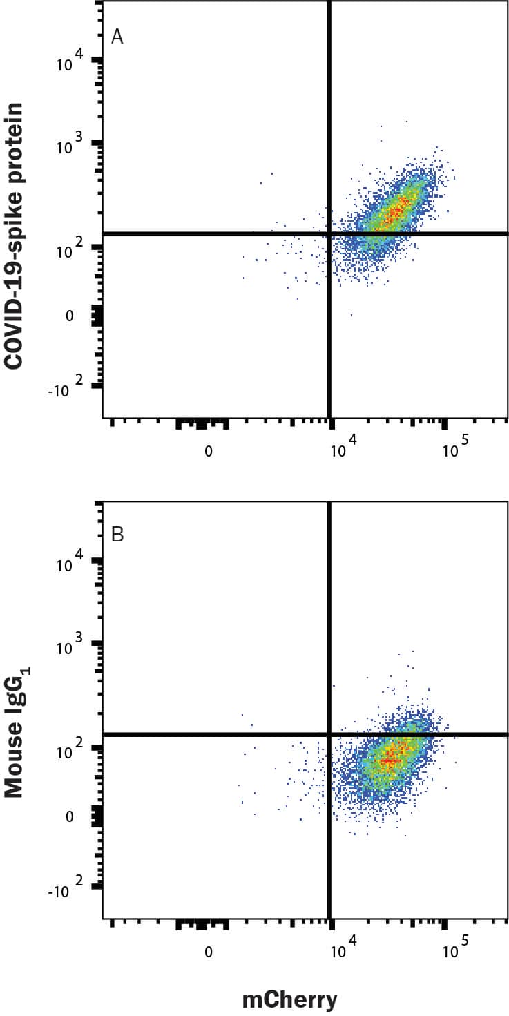 HEK293 human embryonic kidney cell line transfected with human ACE-2 and mCherry was incubated with Recombinant SARS-CoV-2 Spike S1 Subunit His-Tag protein (10522-CV), then stained with (A) Mouse Anti-SARS-CoV-2 Spike S1 Alexa Fluor® 488-conjugated Monoclonal Antibody (Catalog # FAB105403G) or (B) Mouse IgG1 Isotype Control Antibody (IC002G). Staining was performed using our Staining Membrane-associated Proteins protocol.
