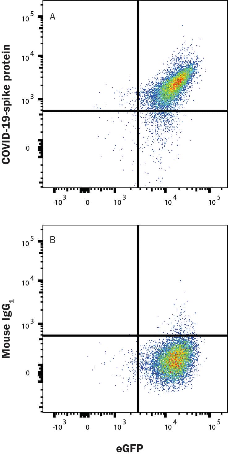 HEK293 human embryonic kidney cell line transfected with human ACE-2 and eGFP was incubated with Recombinant SARS-CoV-2 Spike S1 Subunit His-Tag Protein (10522-CV), then stained with (A) Mouse Anti-SARS-CoV-2 Spike S1 Alexa Fluor® 647-conjugated Monoclonal Antibody (Catalog # FAB105403R) or (B) Mouse IgG1 Isotype Control Antibody (IC002R). Staining was performed using our Staining Membrane-associated Proteins protocol.